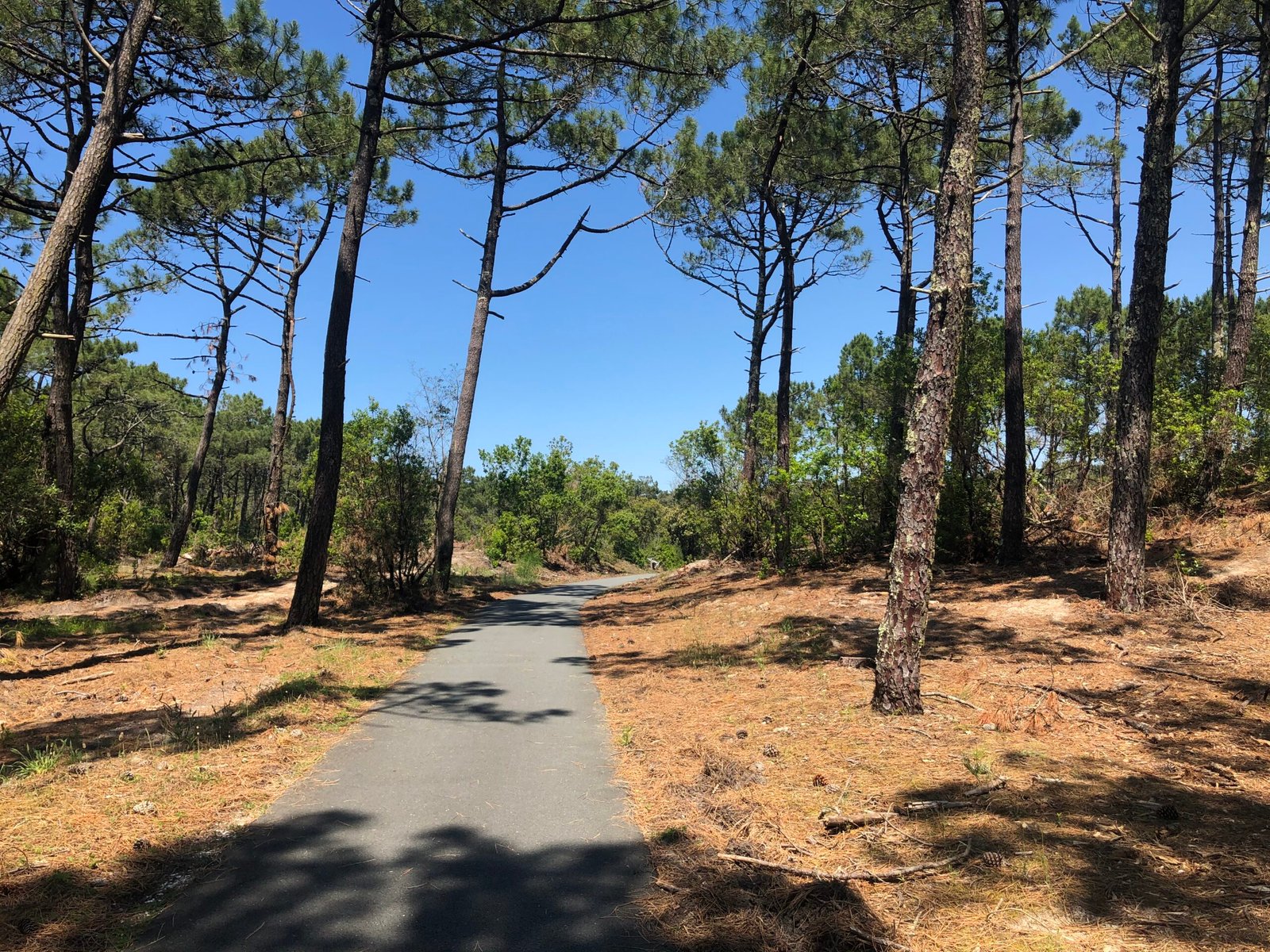Balade vélo forêt de pins